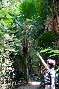 Numerous walking tracks to explore the rainforest.