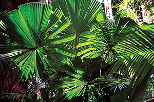 Surrounded by World Heritage Wet Tropics Rainforest