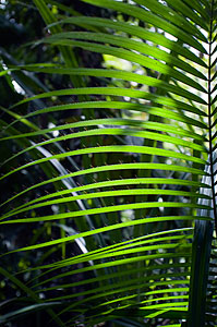 The colours of the rainforest