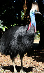 The rare Cassowary