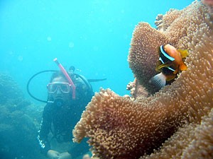 Dive the Great Barrier Reef.